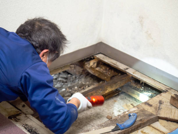 Best Mold Damage Repair  in Watertown, MN