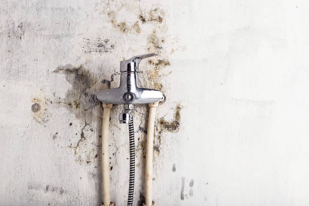 Best Toxic Mold Removal  in Watertown, MN