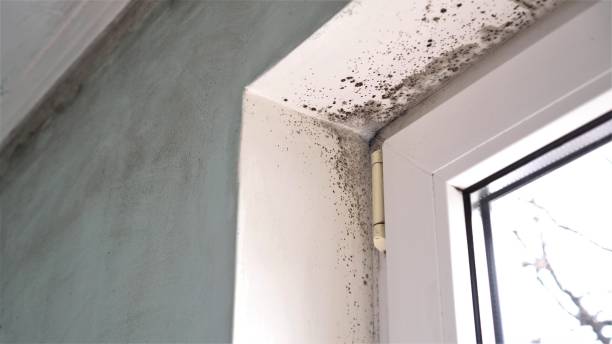 Attic Mold Removal in Watertown, MN