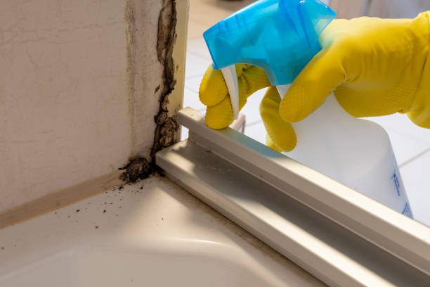 Mold Removal Process in Watertown, MN