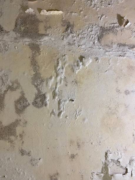 Professional Mold Removal in Watertown, MN