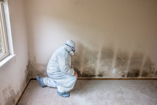 Best Toxic Mold Removal  in Watertown, MN