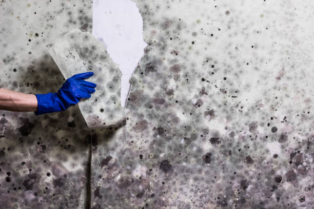Best Mold Testing  in Watertown, MN